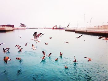 Ducks swimming in water against clear sky