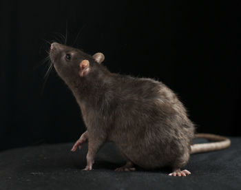 Close-up of brown rat against black background