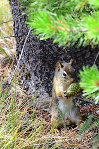 Squirrel against tree on field