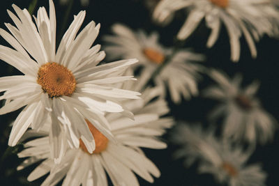 Close-up of white daisy flower