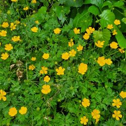 High angle view of yellow flowering plants on field