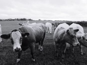 Cows in a field