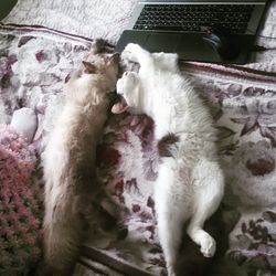 Cat sleeping on couch