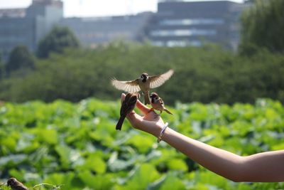 Sparrows perching on woman hand in park