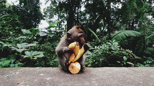 Monkey eating fruit on tree