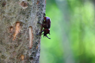 Close-up of insect on tree trunk