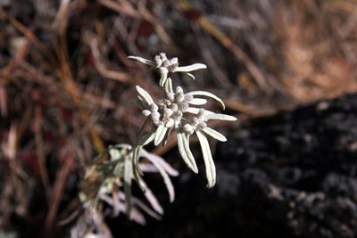 High angle view of white flowering plant on land