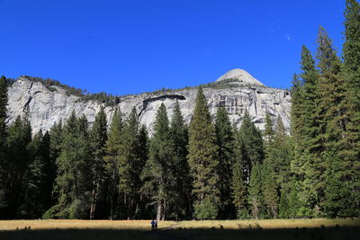 Panoramic shot of pine trees against clear blue sky