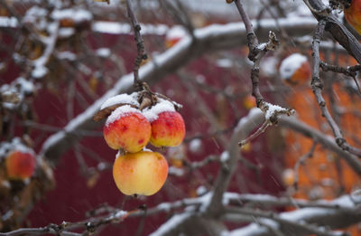 fruit