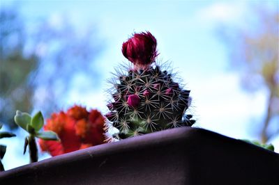 Close-up of cactus flower against sky