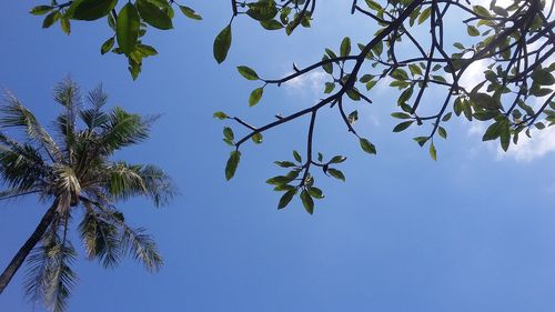 Low angle view of palm tree against blue sky