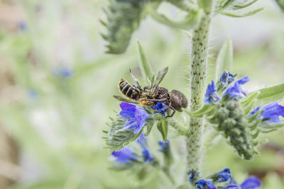 Close-up of insects fighting on purple flower