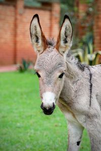 Close-up portrait of a donkey against blurred background