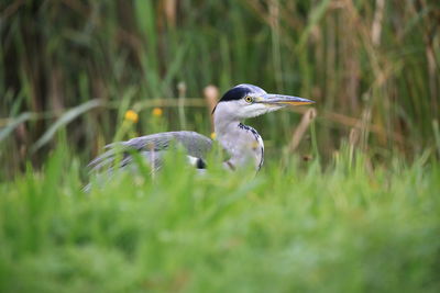 Close-up of a bird