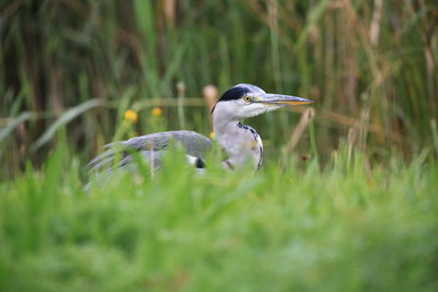 Heron on the march