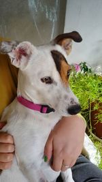 Close-up of hand holding dog