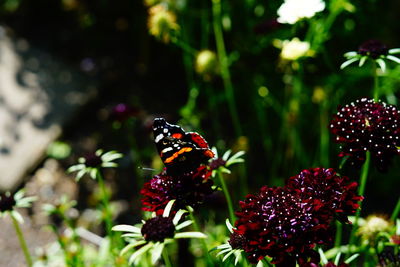 Close-up of butterfly pollinating on flower