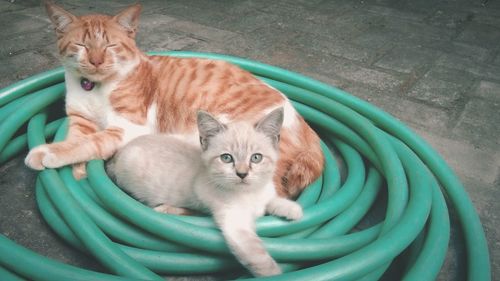 Portrait of kitten sitting in a container