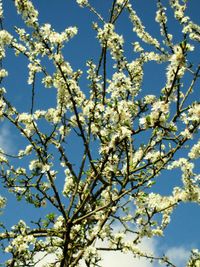 Low angle view of cherry blossom tree