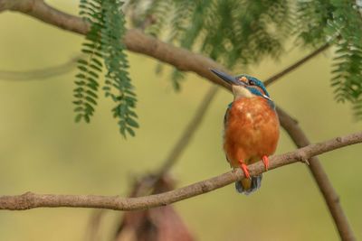 Close-up of bird perching on branch