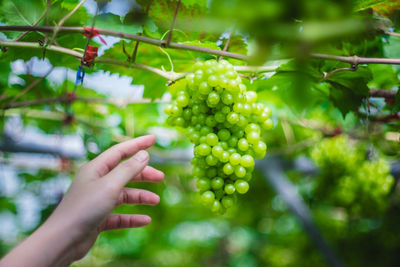 Cropped hand of woman reaching for grapes at vineyard