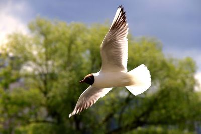 Low angle view of birds flying in sky