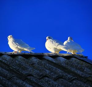 Low angle view of seagulls perching on roof against blue sky