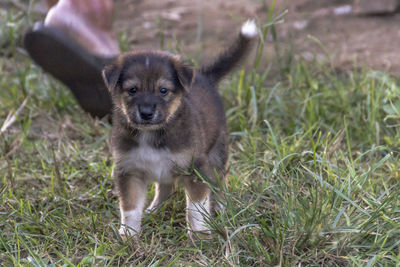 Portrait of puppy on field