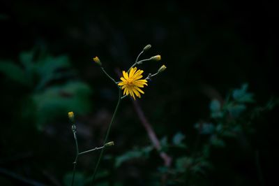 Close-up of yellow flower blooming outdoors