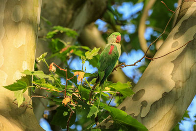 Bird perching on a tree