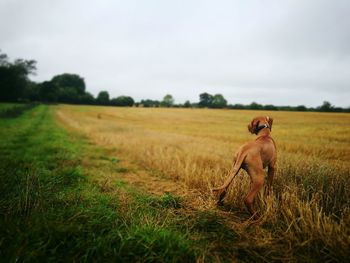 Horse on field