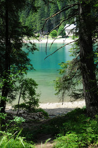 Scenic view of lake in forest