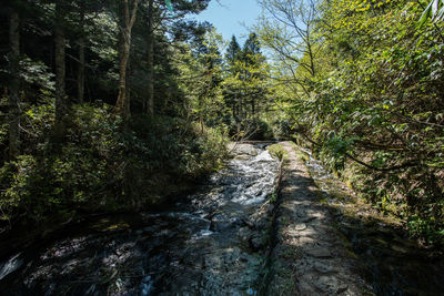 Footpath amidst trees in forest