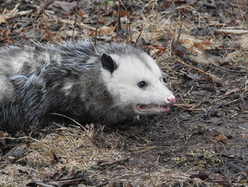 Close-up of an opossum on ground