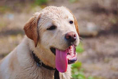 Close-up of labrador retriever