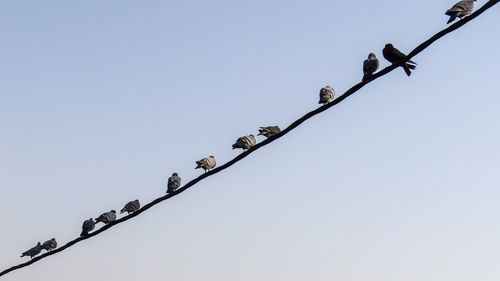 Low angle view of birds perching on cable against sky