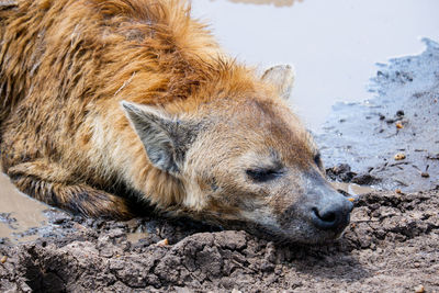 A spotted hyena wallows in a mud pit in the summer in the maasai mara