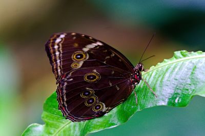 Butterfly perching on leaf