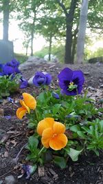 Close-up of purple flowers blooming outdoors