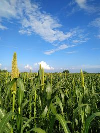 Crops growing on field against sky