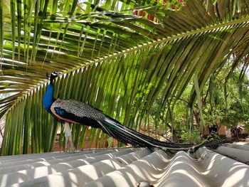 View of bird perching on palm tree