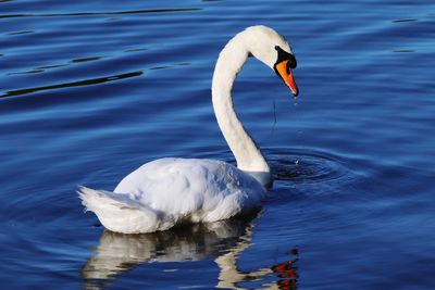 Swan swimming in lake