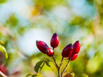 Close-up of red berries on tree