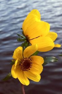 Close-up of yellow flower