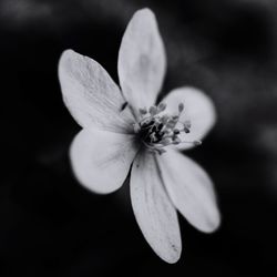 Close-up of flowering plant