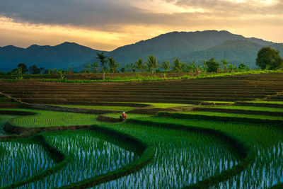 Scenic view of agricultural field against sky during sunset