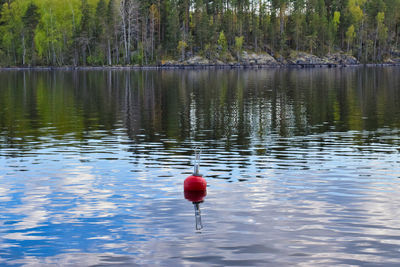 Duck floating on a lake