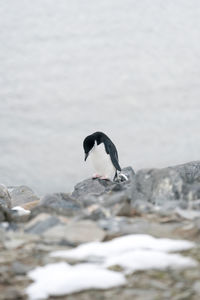 High angle view of penguin on rock against sea