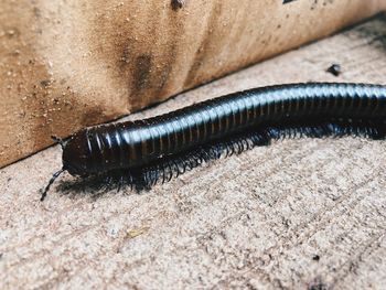 Close-up of insect