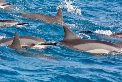 View of spinner dolphins swimming in sea